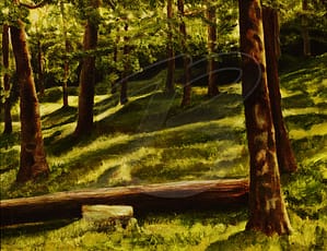 Irish Woodlands